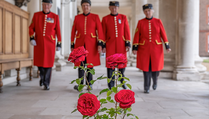 Chelsea Pensioners adorned in scarlet coats approaching scarlet Roses from Harkness Roses