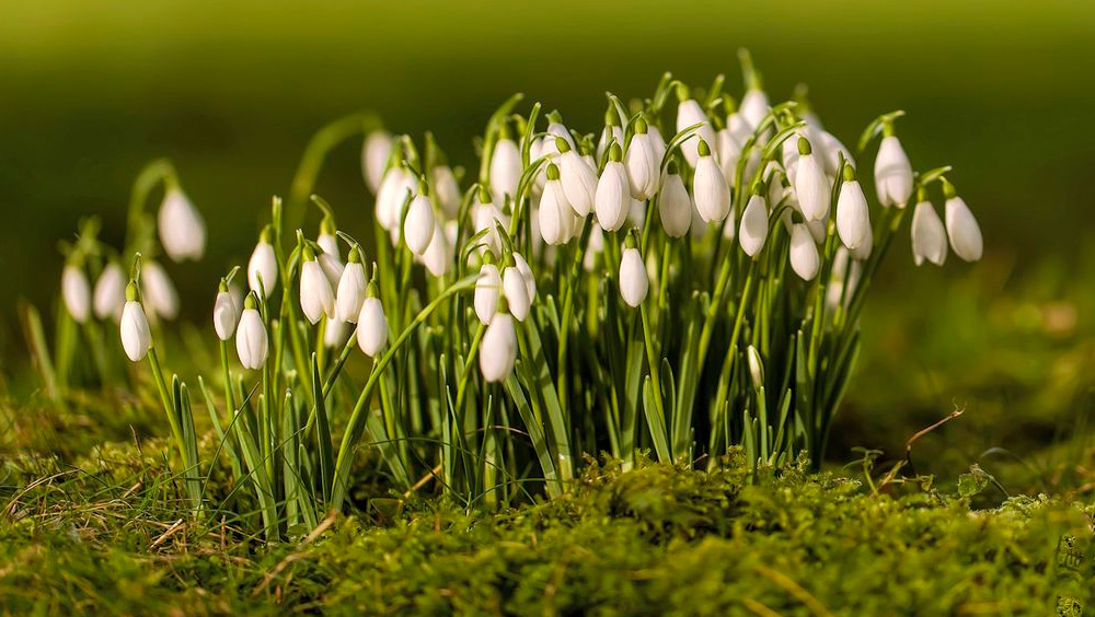 Snowdrop flowers in the green fields at Ranelagh Gardens