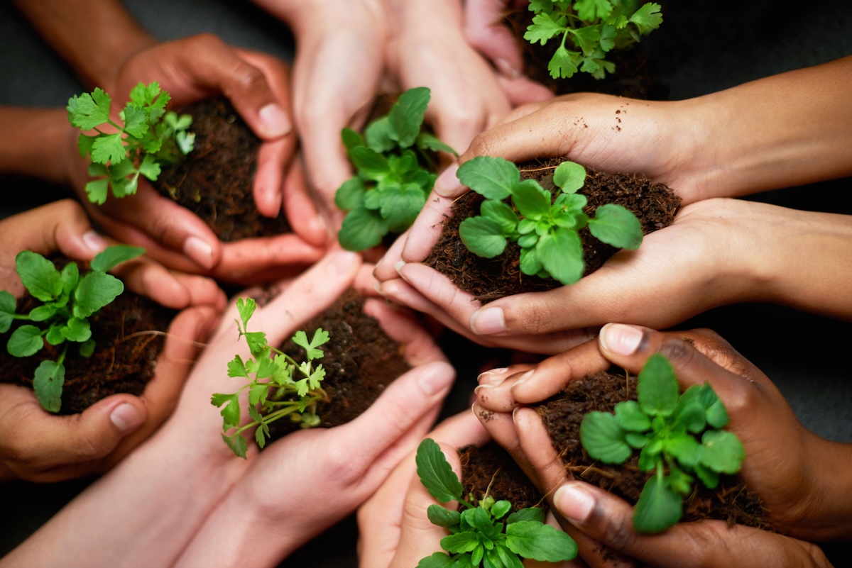 Herbs and plants being held by a circle of hands