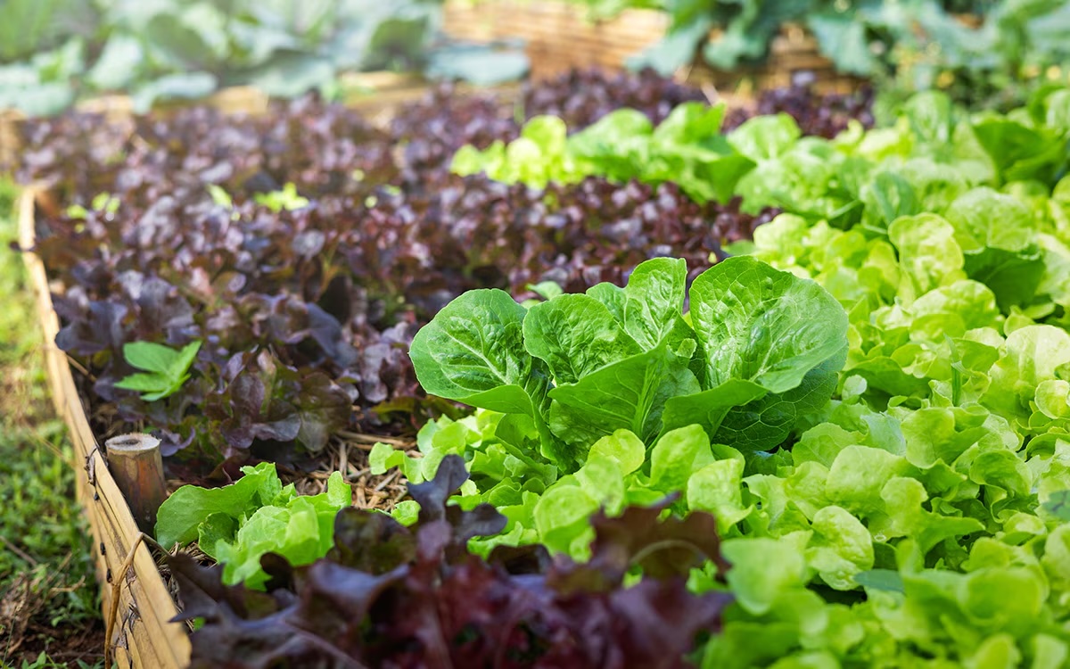 Green and dark maroon leaves from salad plants emerge from the ground
