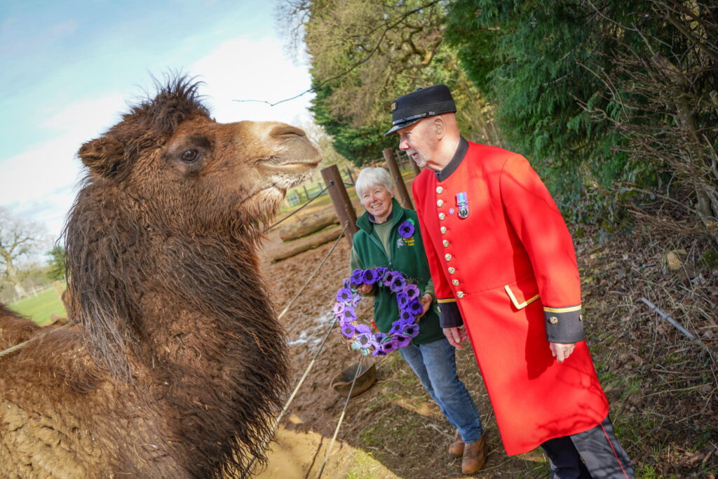 Chelsea Pensioner Roy Palmer, stands besides a camel at Cotswold Wildlife Park and Gardens