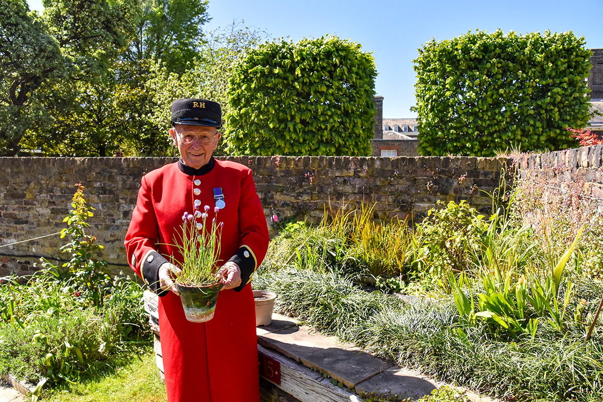 A Chelsea Pensioner in scarlet uniform holds a potted plant in a sunlit garden at the Royal Hospital Chelsea.