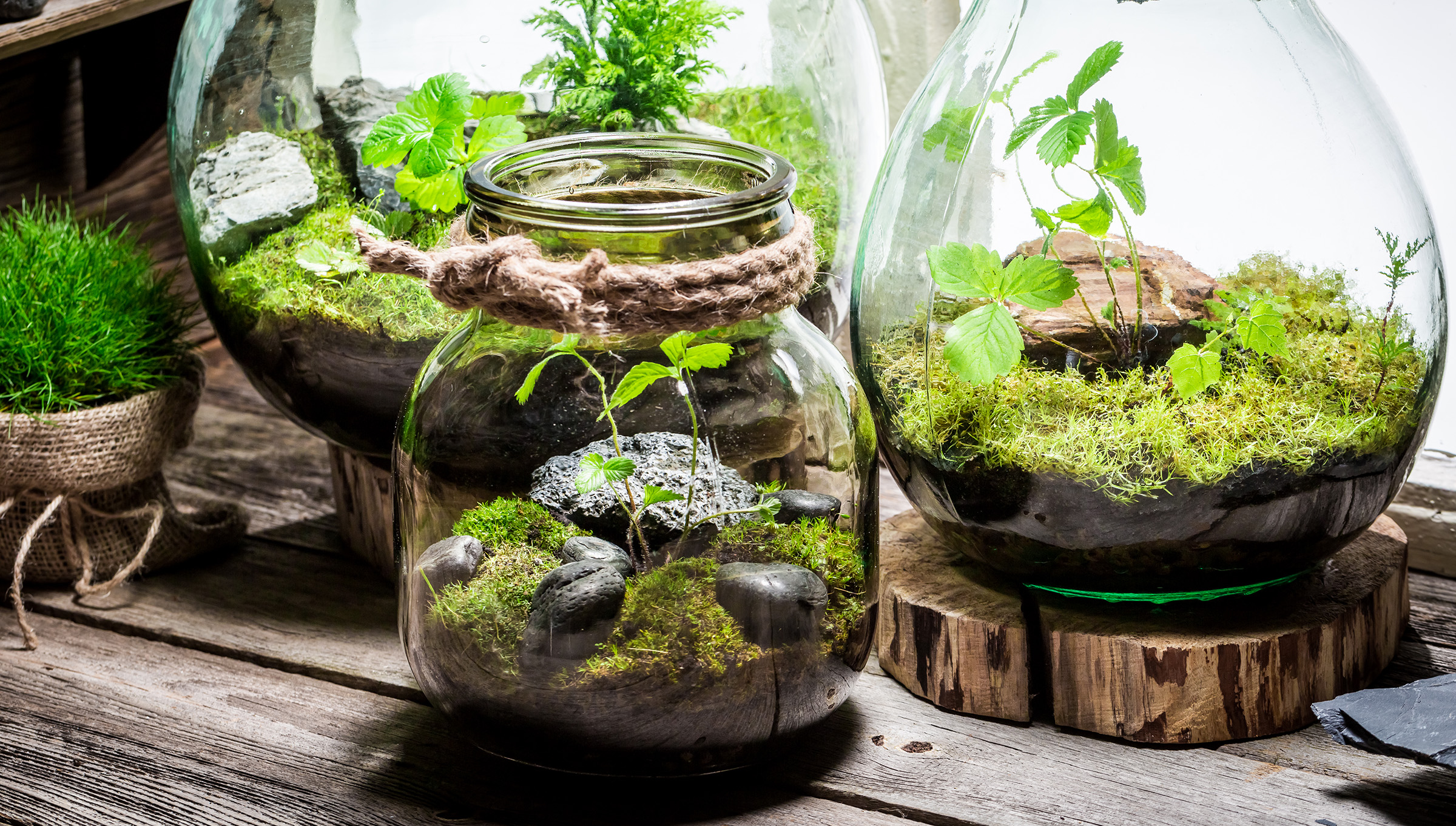 Three glass terrariums with moss, rocks and young seedlings on wooden slices, plus a moss ball in burlap, on a rustic timber surface.
