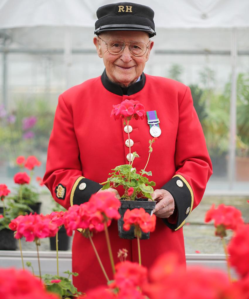 A Chelsea Pensioner in scarlet uniform holds a potted geranium among red flowers inside a greenhouse.