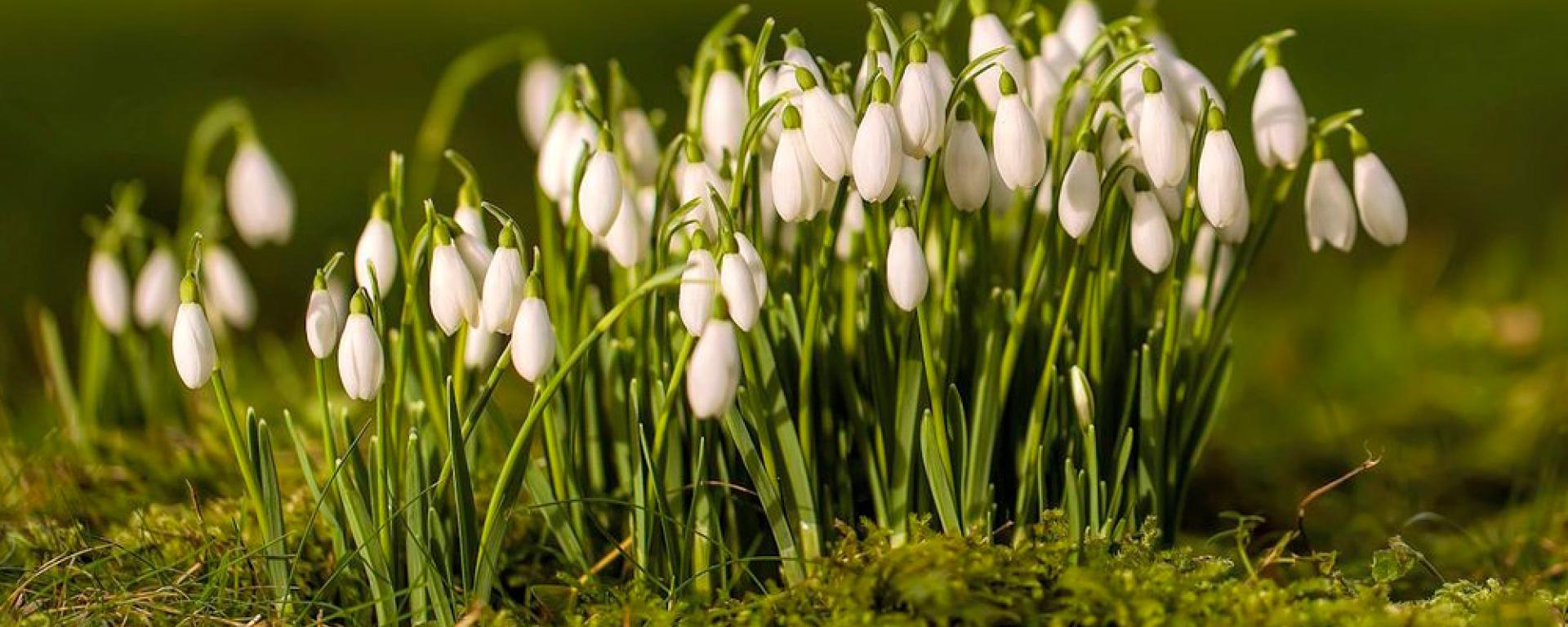 Snowdrop flowers in the green fields at Ranelagh Gardens