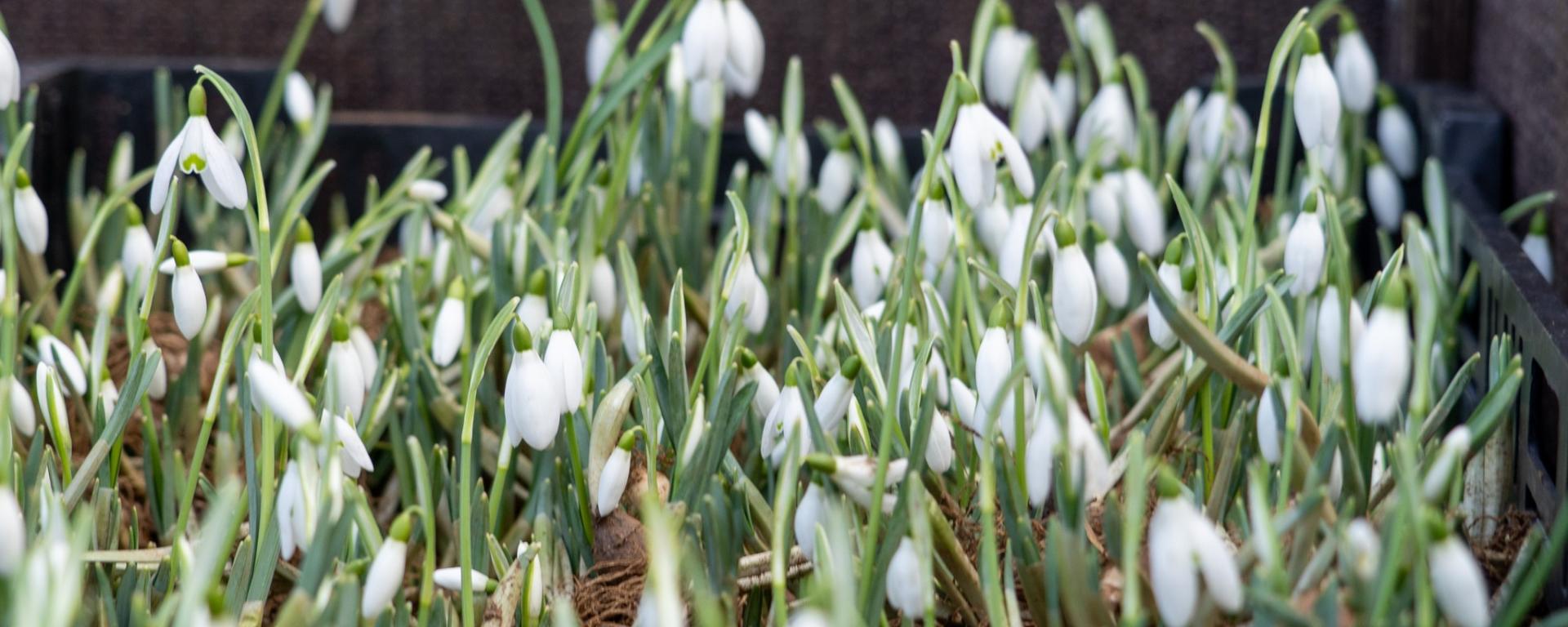 Snowdrops in Ranelagh Gardens at the Royal Hospital Chelsea