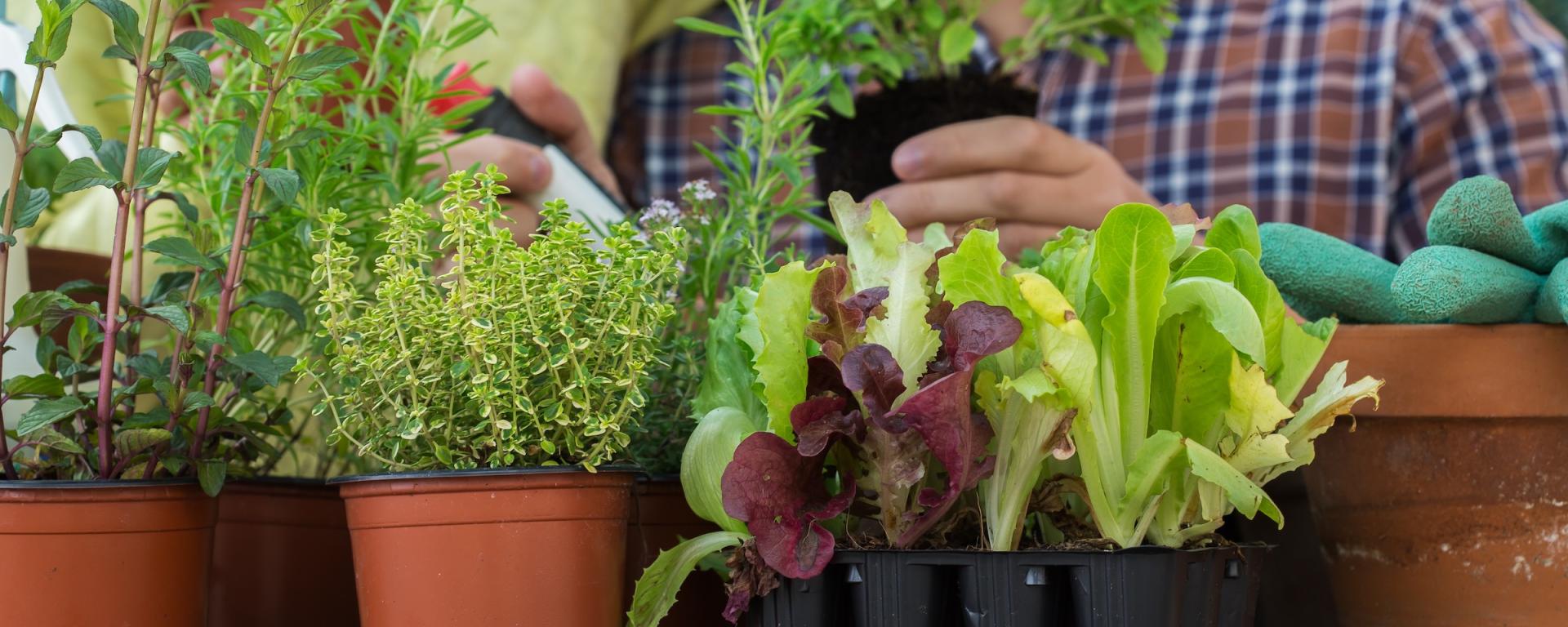 Potted herbs growing in pots