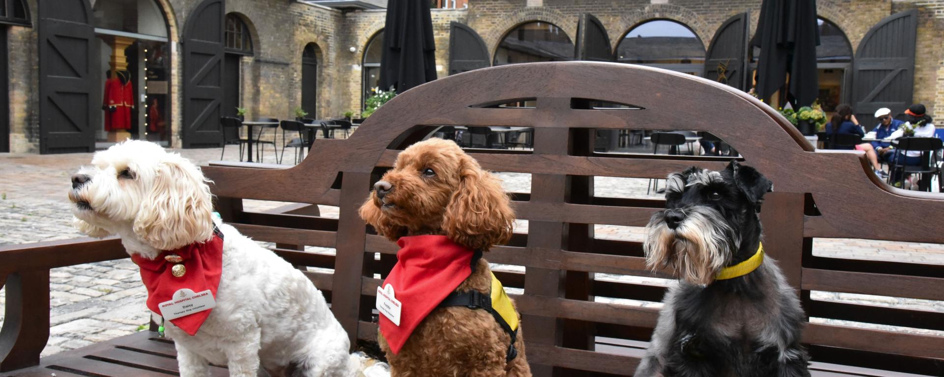 An image of dogs sitting on a bench at the SSY