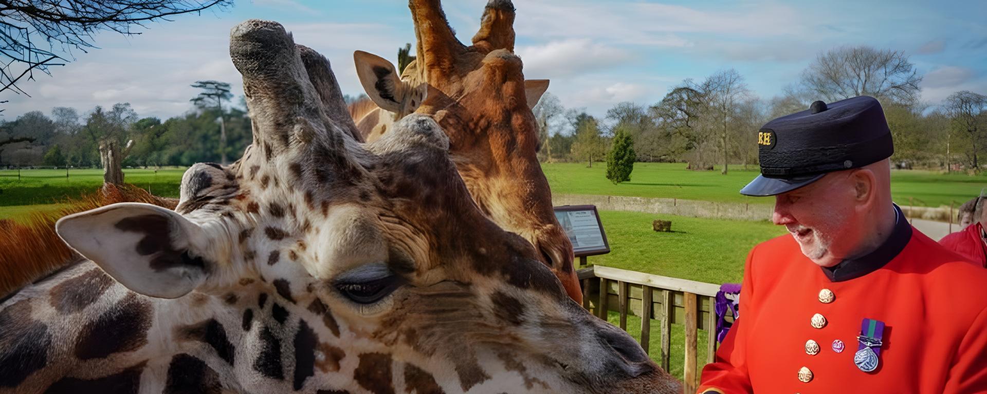 A Chelsea Pensioner in scarlet uniform stands feeding two giraffes in an outdoor wildlife park