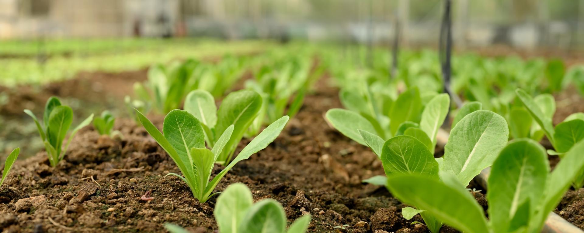 Green salad leaves sprouting up through the muddy earth