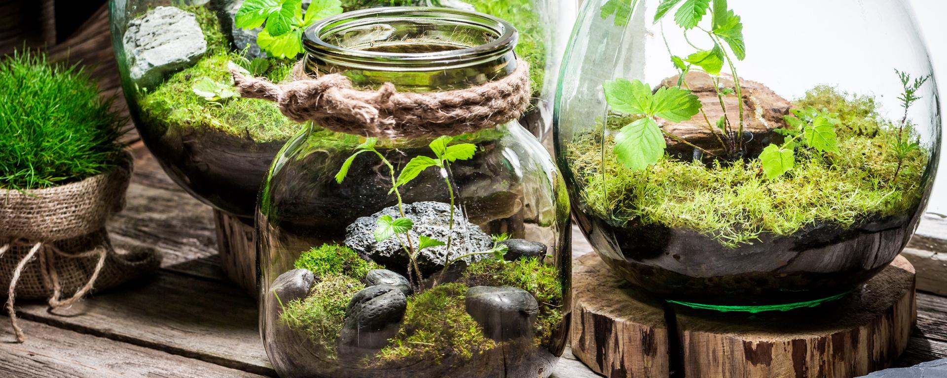 Three glass terrariums with moss, rocks and young seedlings on wooden slices, plus a moss ball in burlap, on a rustic timber surface.