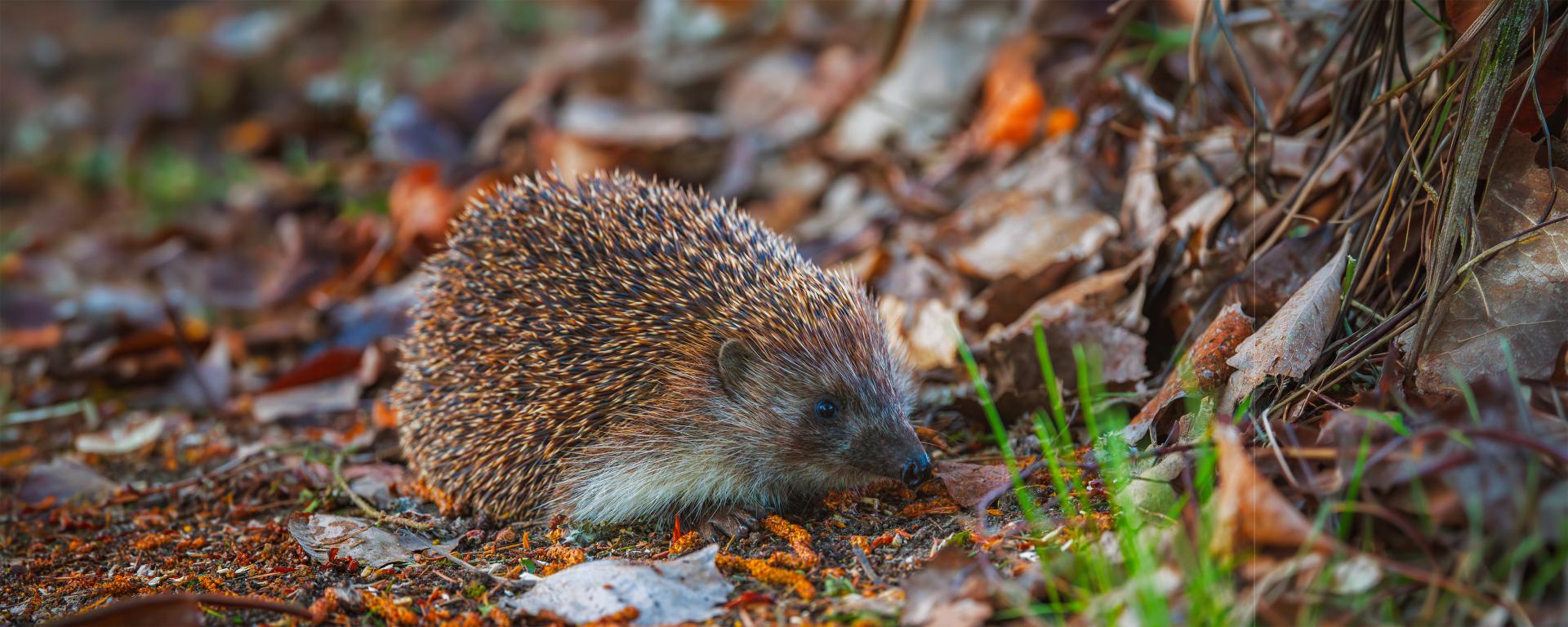 Close-up image of a hedgehog foraging in leaves