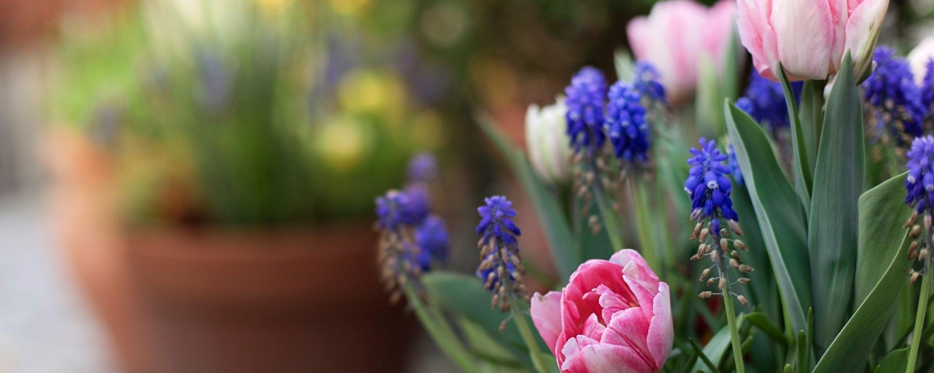Bulbs of colours flowers, with other pots of flowers in the background