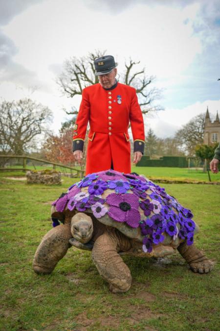A Chelsea Pensioner, dressed in iconic scarlet uniform, stands behind a giant tortoise draped in a wreath of knitted purple poppies