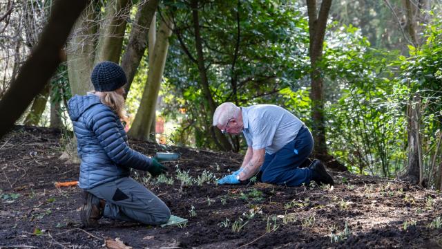 Planting in Ranelagh Gardens at the Royal Hospital Chelsea