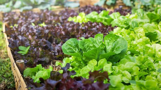 Green and dark maroon leaves from salad plants emerge from the ground