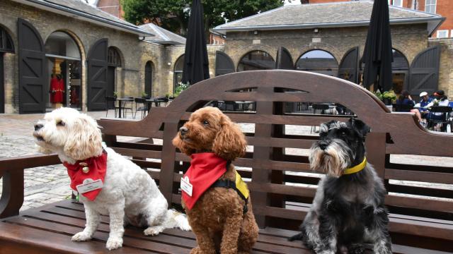 An image of dogs sitting on a bench at the SSY