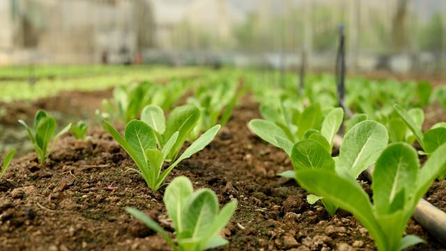 Green salad leaves sprouting up through the muddy earth
