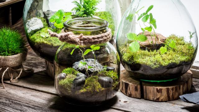 Three glass terrariums with moss, rocks and young seedlings on wooden slices, plus a moss ball in burlap, on a rustic timber surface.