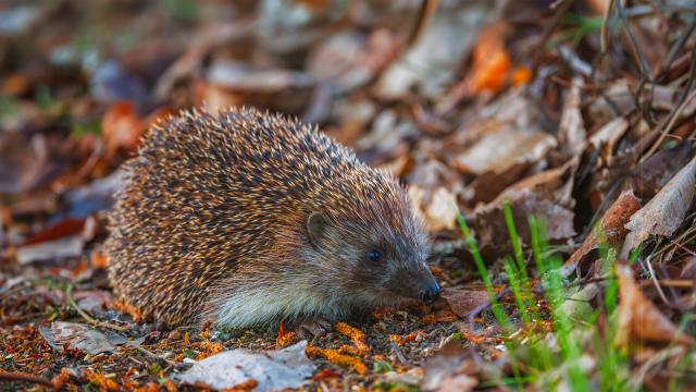 Close-up image of a hedgehog foraging in leaves